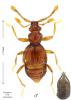 Tychobythinus lavagnei